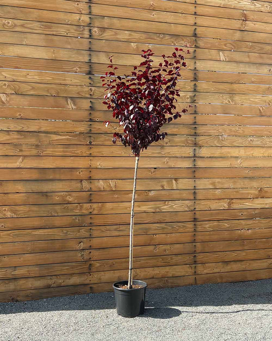 Blutpflaume – Prunus cerasifera ‘Nigra’ (Hochstamm) (Pre Sale)