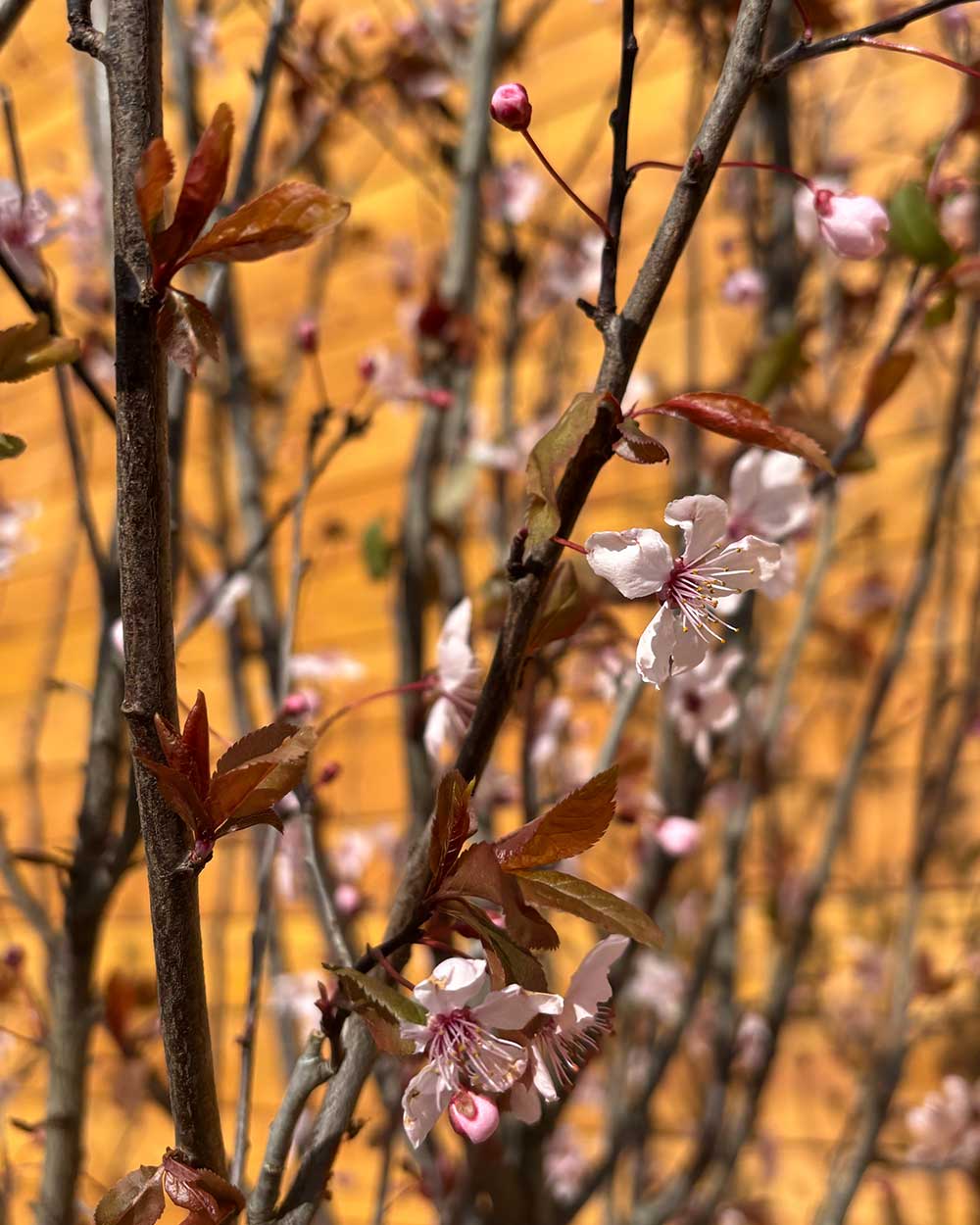 Blutpflaume – Prunus cerasifera ‘Nigra’ (Mehrstämmig)