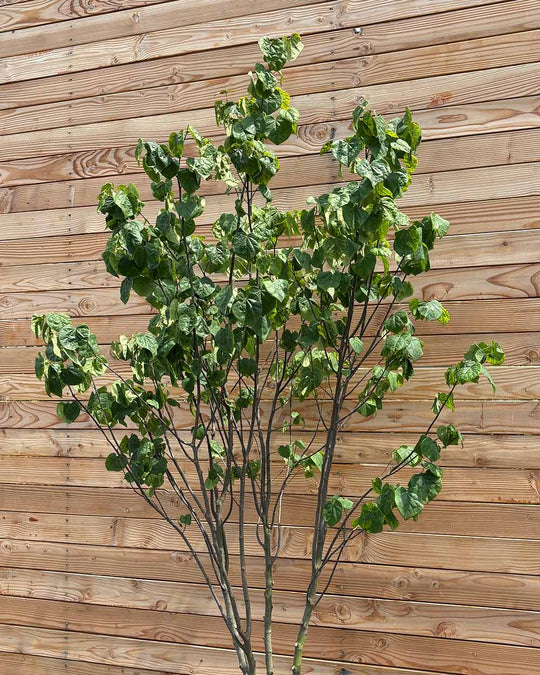 Kanadischer Judasbaum "Cercis Canadensis" Mehrstämmig