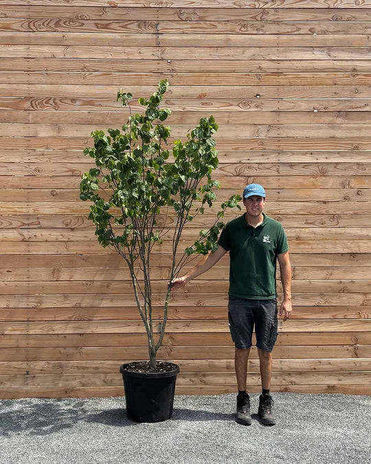 Kanadischer Judasbaum "Cercis Canadensis" Mehrstämmig