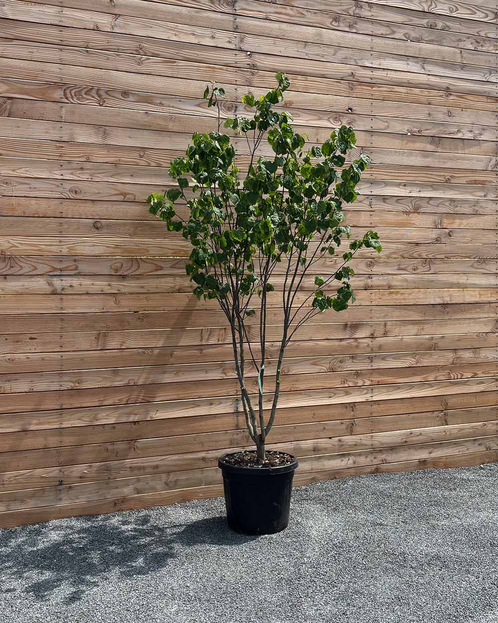 Kanadischer Judasbaum "Cercis Canadensis" Mehrstämmig