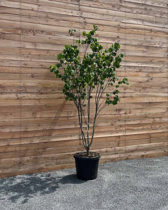 Kanadischer Judasbaum "Cercis Canadensis" Mehrstämmig