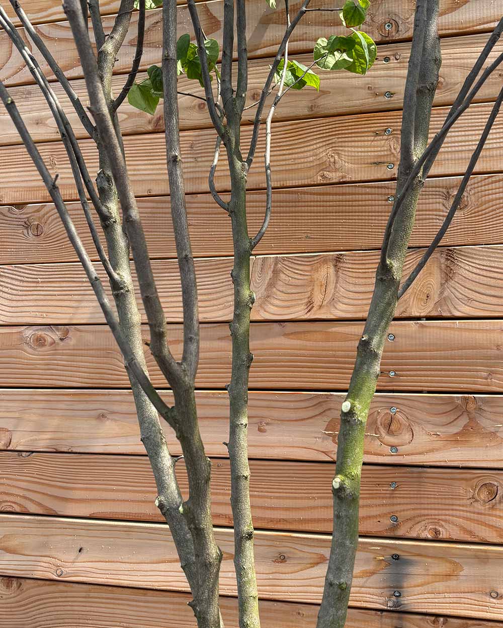 Kanadischer Judasbaum "Cercis Canadensis" Mehrstämmig