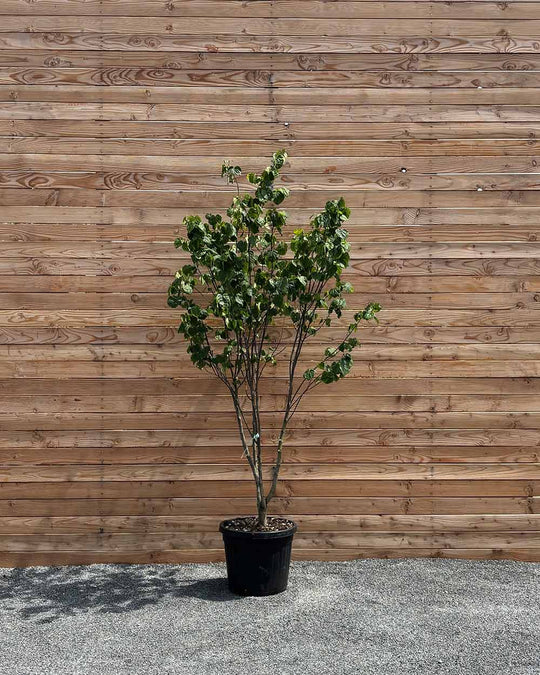 Kanadischer Judasbaum "Cercis Canadensis" Mehrstämmig