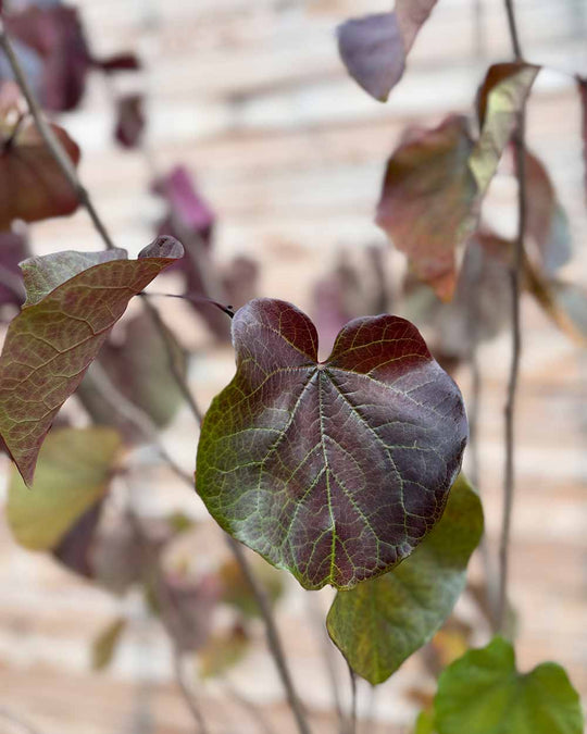 Kanadischer Judasbaum – Cercis canadensis ‘Forest Pansy’ (Mehrstämmig)