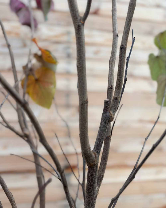Kanadischer Judasbaum – Cercis canadensis ‘Forest Pansy’ (Mehrstämmig)