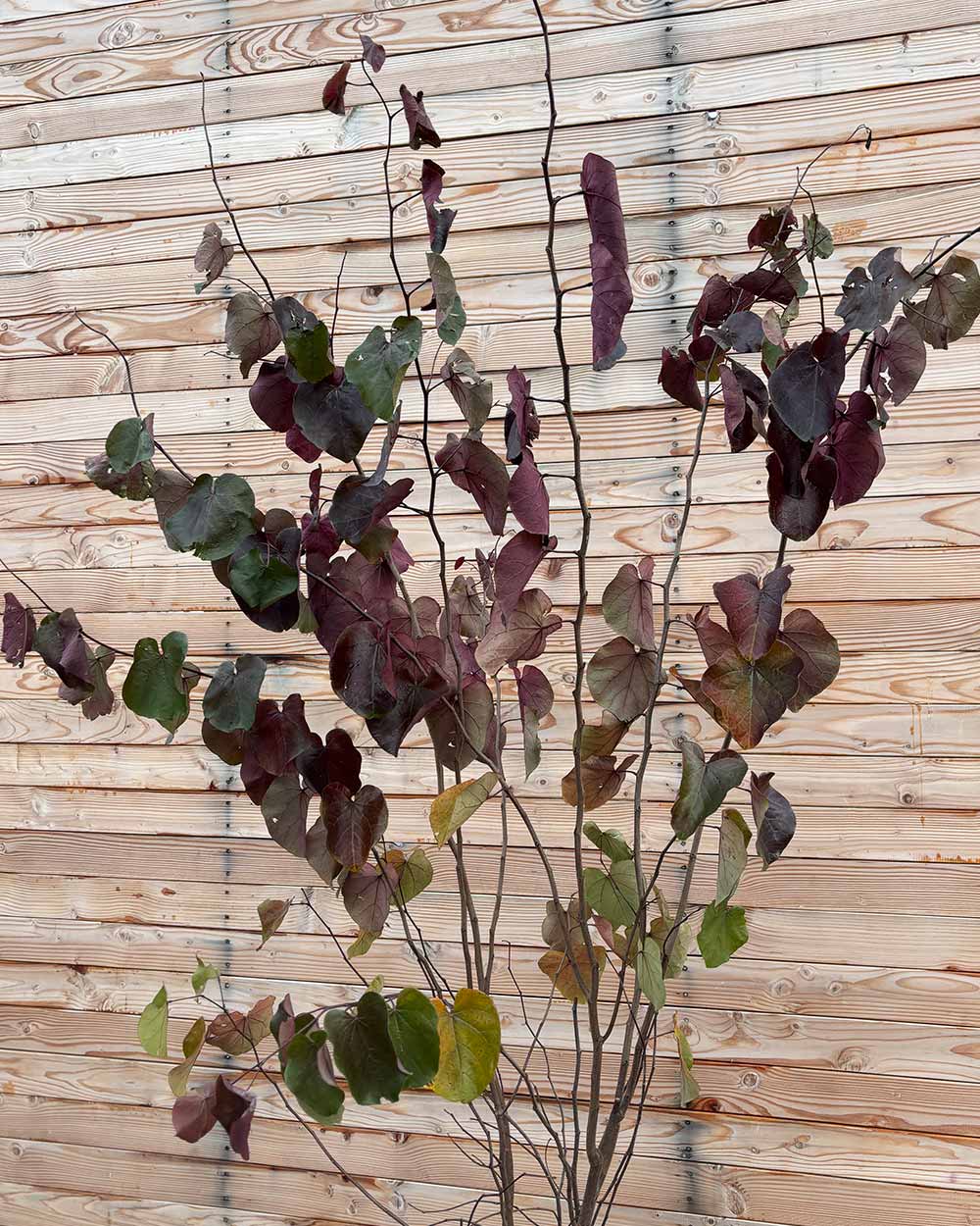 Kanadischer Judasbaum – Cercis canadensis ‘Forest Pansy’ (Mehrstämmig)