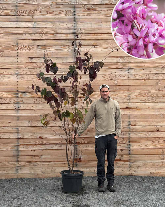 Kanadischer Judasbaum – Cercis canadensis ‘Forest Pansy’ (Mehrstämmig)