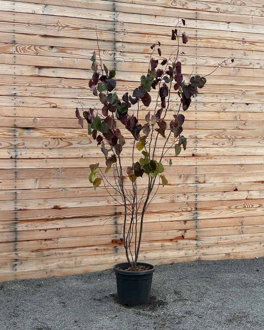 Kanadischer Judasbaum – Cercis canadensis ‘Forest Pansy’ (Mehrstämmig)