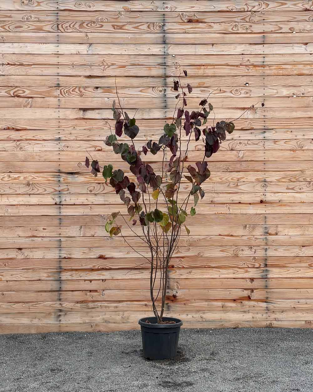 Kanadischer Judasbaum – Cercis canadensis ‘Forest Pansy’ (Mehrstämmig)
