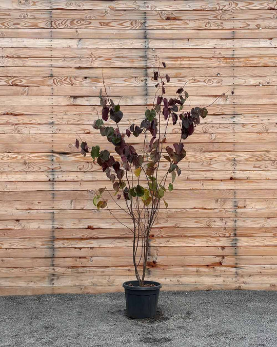 Kanadischer Judasbaum – Cercis canadensis ‘Forest Pansy’ (Mehrstämmig)
