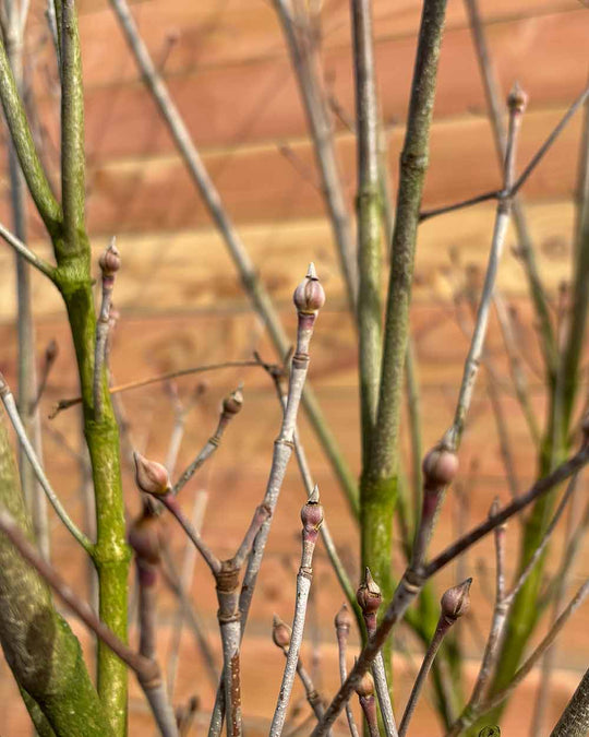 Chinesischer Blumenhartriegel – Cornus kousa ‘Weisse Fontäne’ (Mehrstämmig)