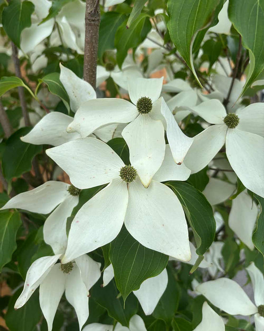 Chinesischer Blumenhartriegel – Cornus kousa ‘Weisse Fontäne’ (Mehrstämmig)