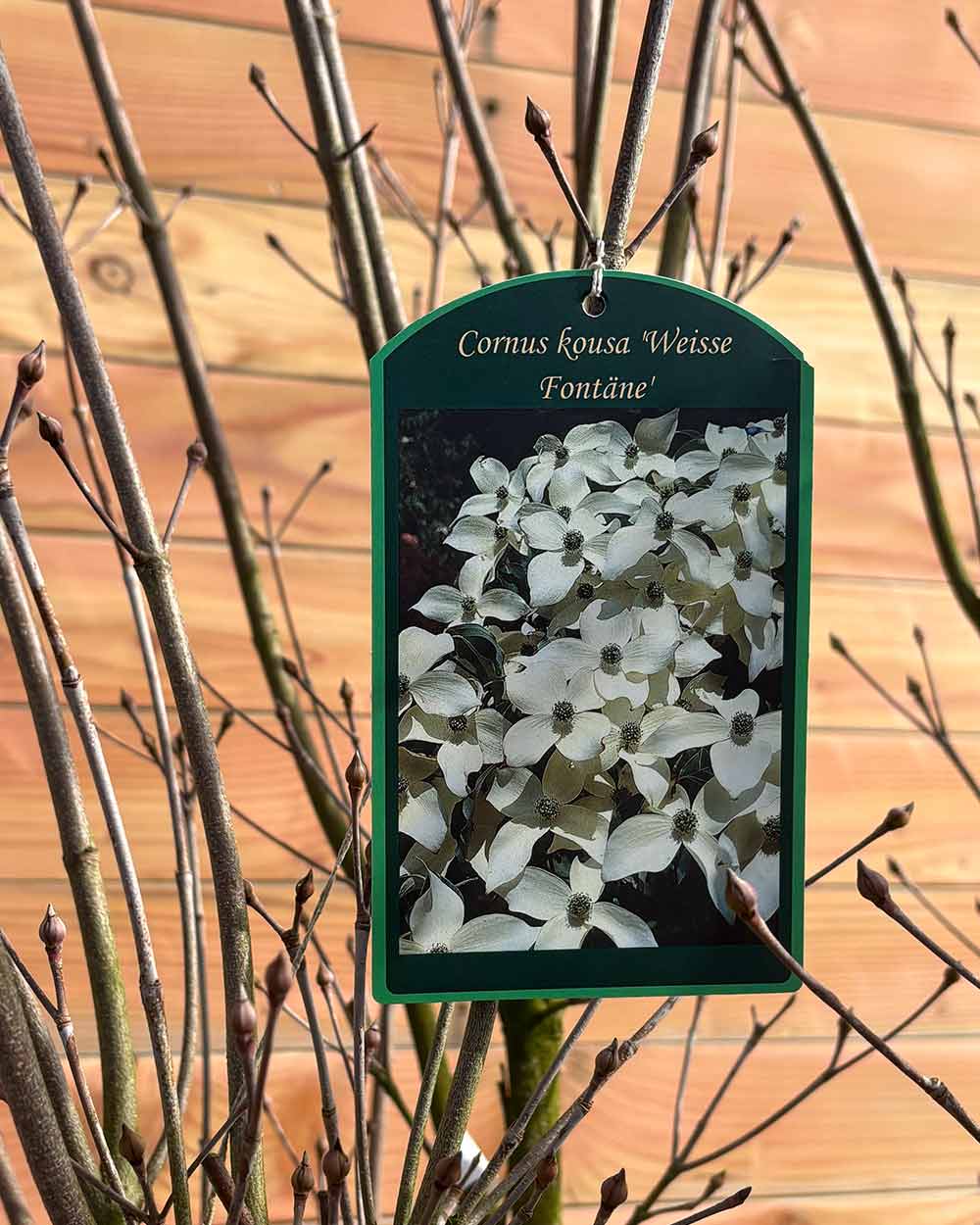 Chinesischer Blumenhartriegel – Cornus kousa ‘Weisse Fontäne’ (Mehrstämmig)