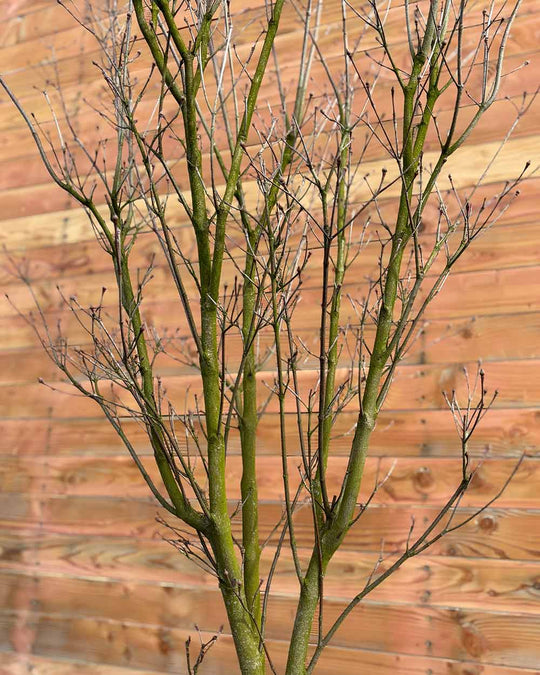 Chinesischer Blumenhartriegel – Cornus kousa ‘Weisse Fontäne’ (Mehrstämmig)