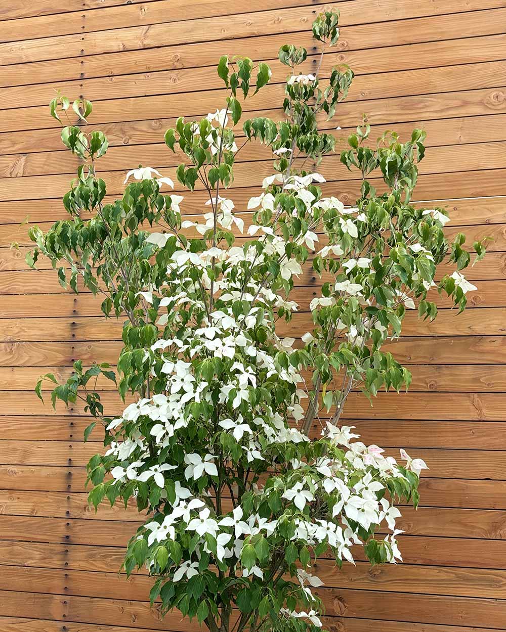 Chinesischer Blumenhartriegel – Cornus kousa ‘Weisse Fontäne’ (Mehrstämmig)