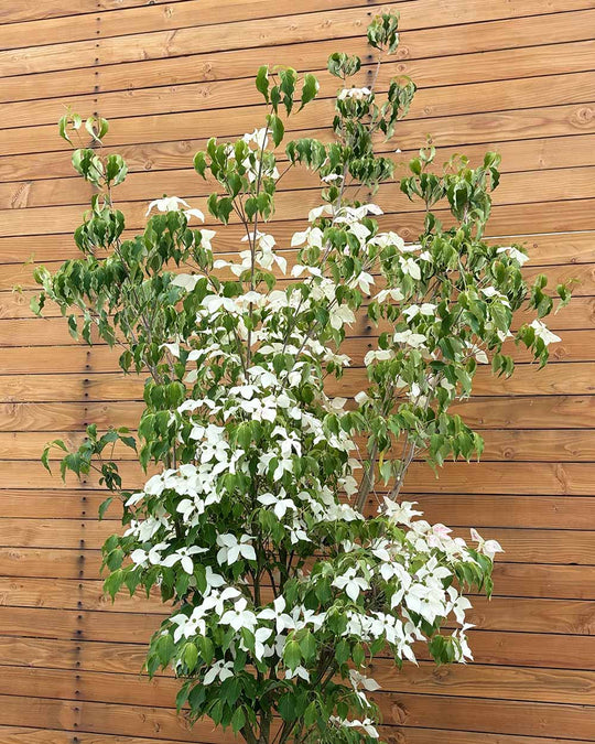 Chinesischer Blumenhartriegel – Cornus kousa ‘Weisse Fontäne’ (Mehrstämmig)