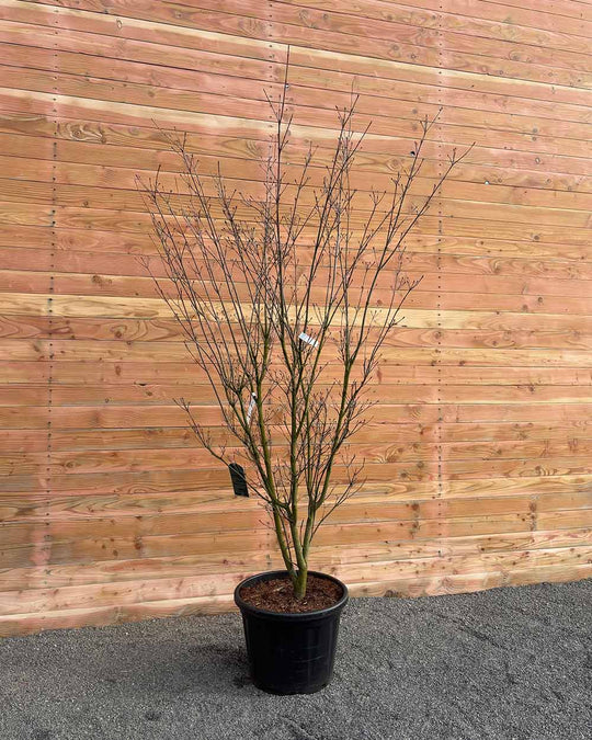 Chinesischer Blumenhartriegel – Cornus kousa ‘Weisse Fontäne’ (Mehrstämmig)