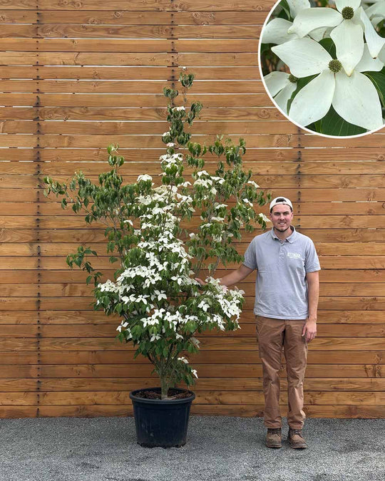 Chinesischer Blumenhartriegel – Cornus kousa ‘Weisse Fontäne’ (Mehrstämmig)