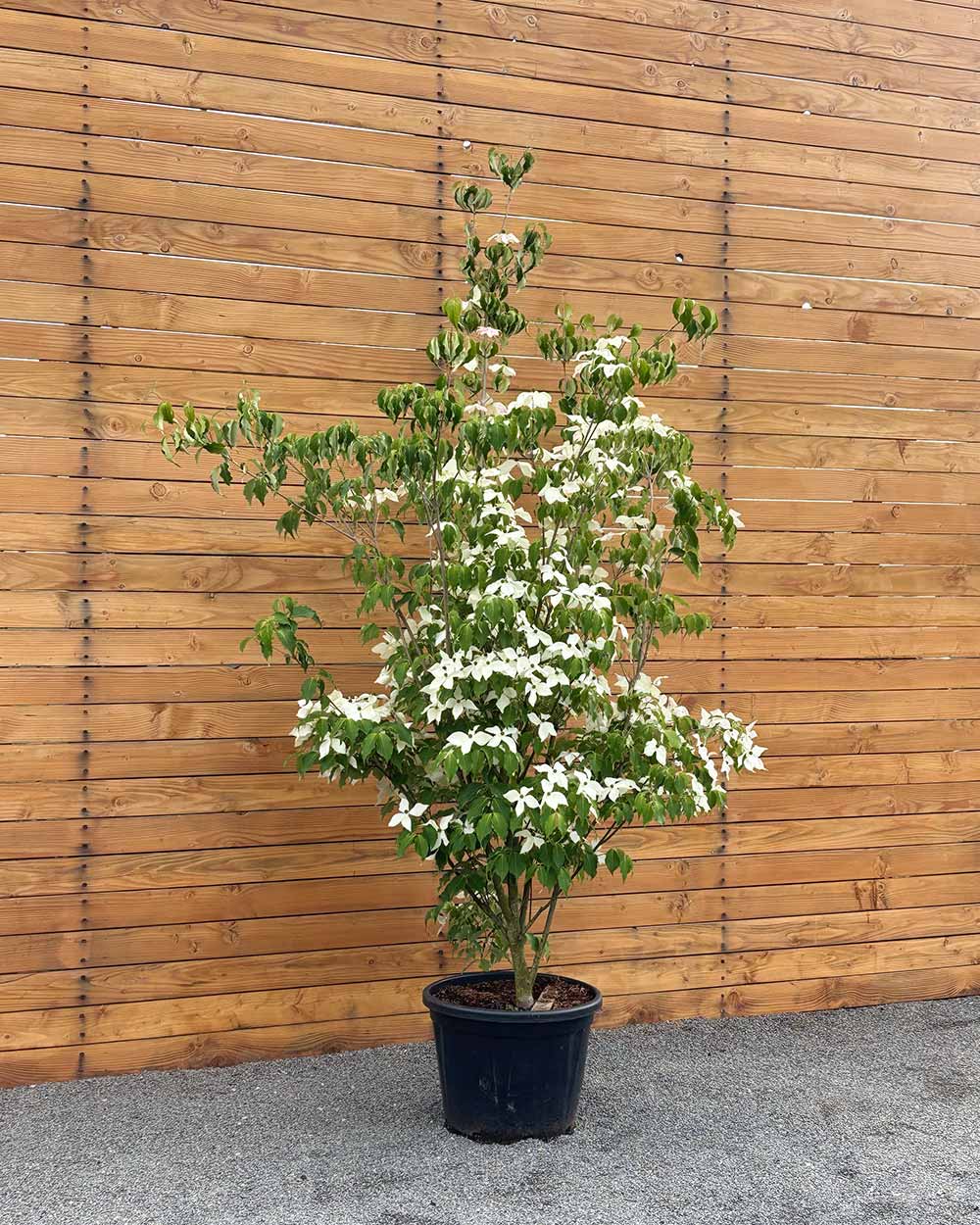 Chinesischer Blumenhartriegel – Cornus kousa ‘Weisse Fontäne’ (Mehrstämmig)