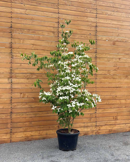 Chinesischer Blumenhartriegel – Cornus kousa ‘Weisse Fontäne’ (Mehrstämmig)