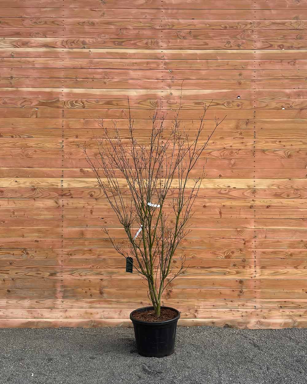 Chinesischer Blumenhartriegel – Cornus kousa ‘Weisse Fontäne’ (Mehrstämmig)