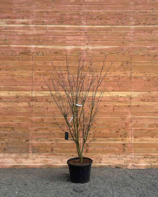 Chinesischer Blumenhartriegel – Cornus kousa ‘Weisse Fontäne’ (Mehrstämmig)