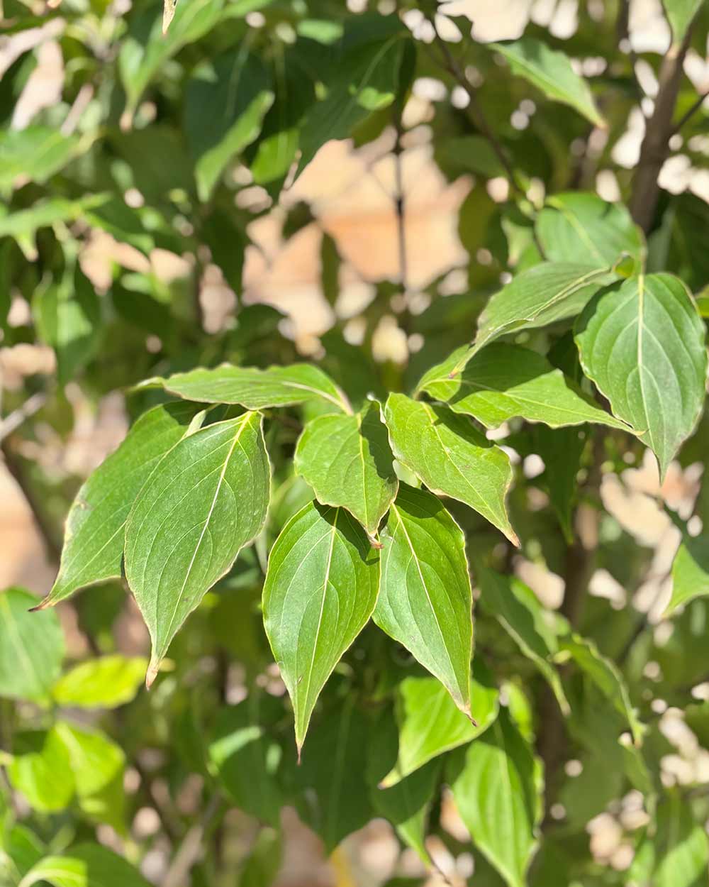 Chinesische Blumenhartriegel "Cornus kousa chinensis"