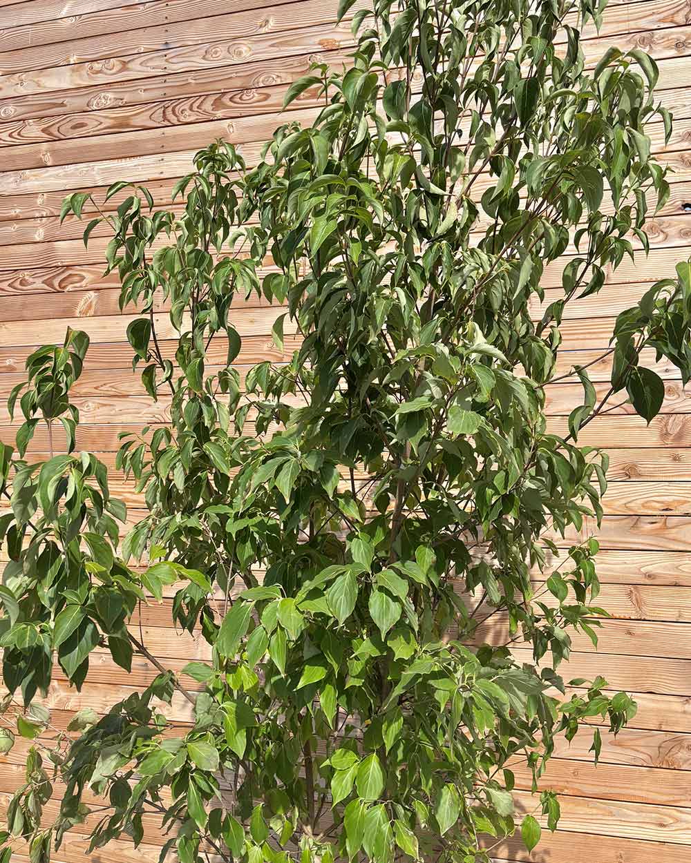 Chinesische Blumenhartriegel "Cornus kousa chinensis"