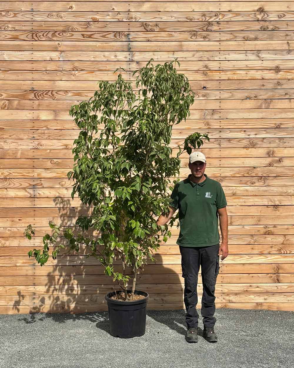 Chinesische Blumenhartriegel "Cornus kousa chinensis"
