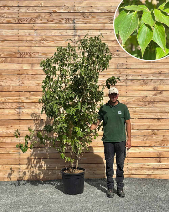 Chinesische Blumenhartriegel (Cornus kousa chinensis)