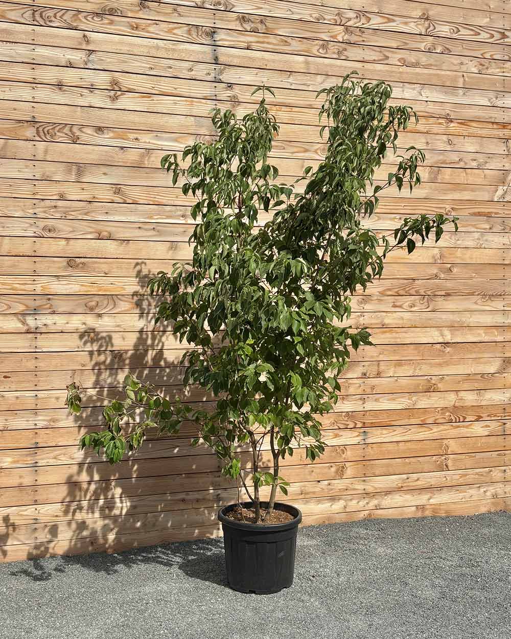 Chinesische Blumenhartriegel "Cornus kousa chinensis"