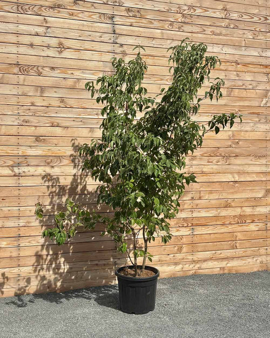 Chinesische Blumenhartriegel "Cornus kousa chinensis"
