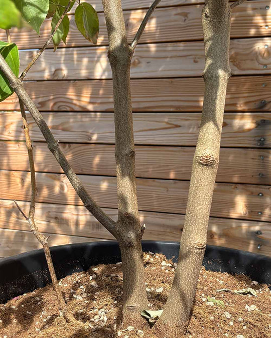 Chinesische Blumenhartriegel "Cornus kousa chinensis"