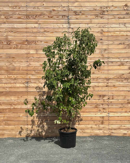 Chinesische Blumenhartriegel "Cornus kousa chinensis"