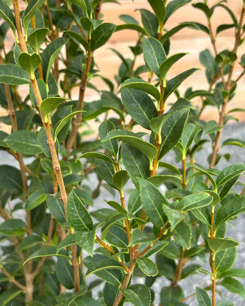 Duftblüte (Osmanthus burkwoodii) Hecke