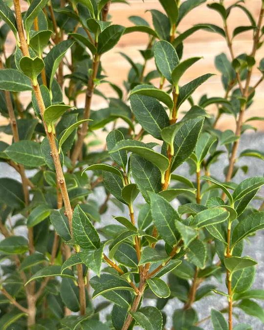 Duftblüte (Osmanthus burkwoodii) Hecke