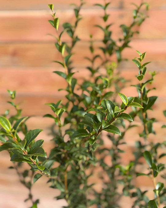 Duftblüte – Osmanthus burkwoodii (Hecke)