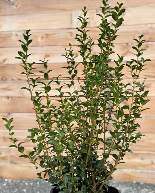 Duftblüte – Osmanthus burkwoodii (Hecke)