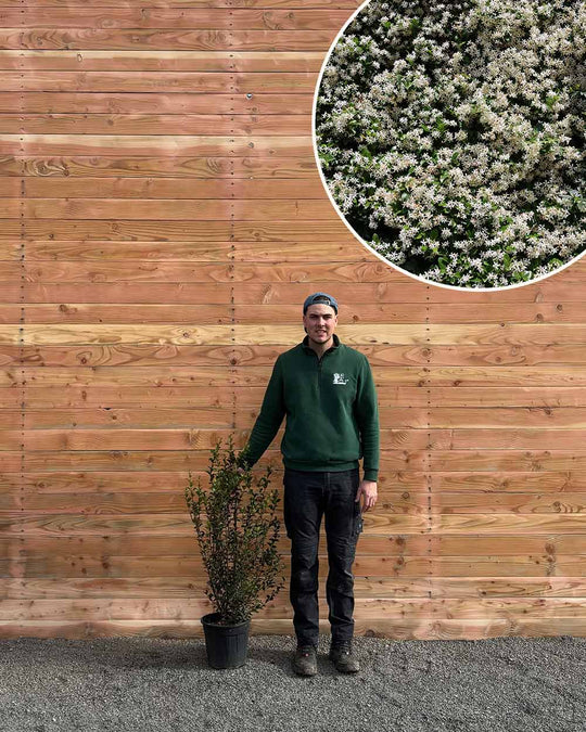 Duftblüte – Osmanthus burkwoodii (Hecke)