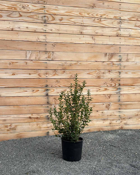 Duftblüte (Osmanthus burkwoodii) Hecke