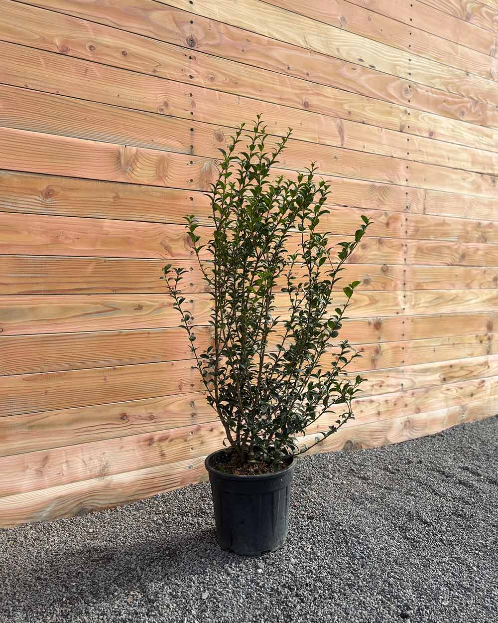 Duftblüte – Osmanthus burkwoodii (Hecke)