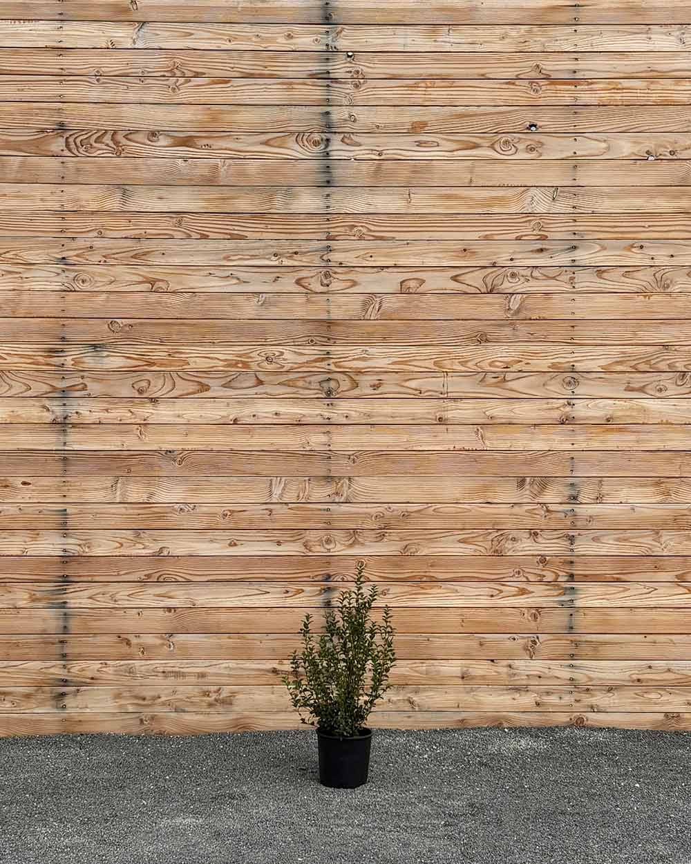 Duftblüte (Osmanthus burkwoodii) Hecke