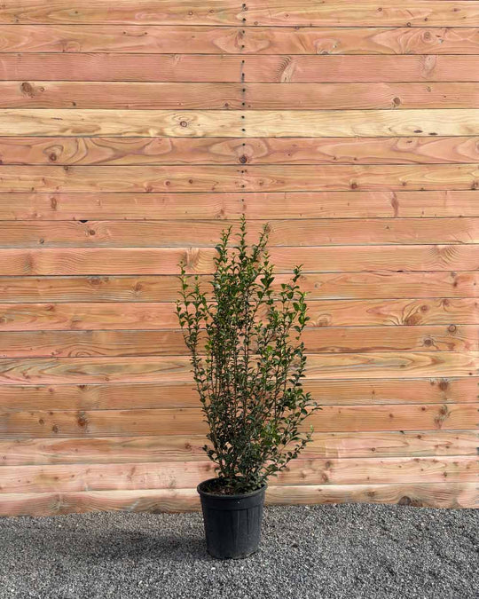 Duftblüte – Osmanthus burkwoodii (Hecke)