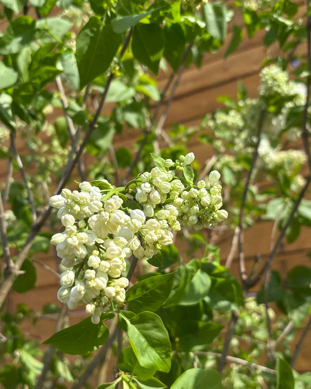 Edelflieder - Syringa vulgaris ‘Monique Lemoine’ (Mehrstämmig)
