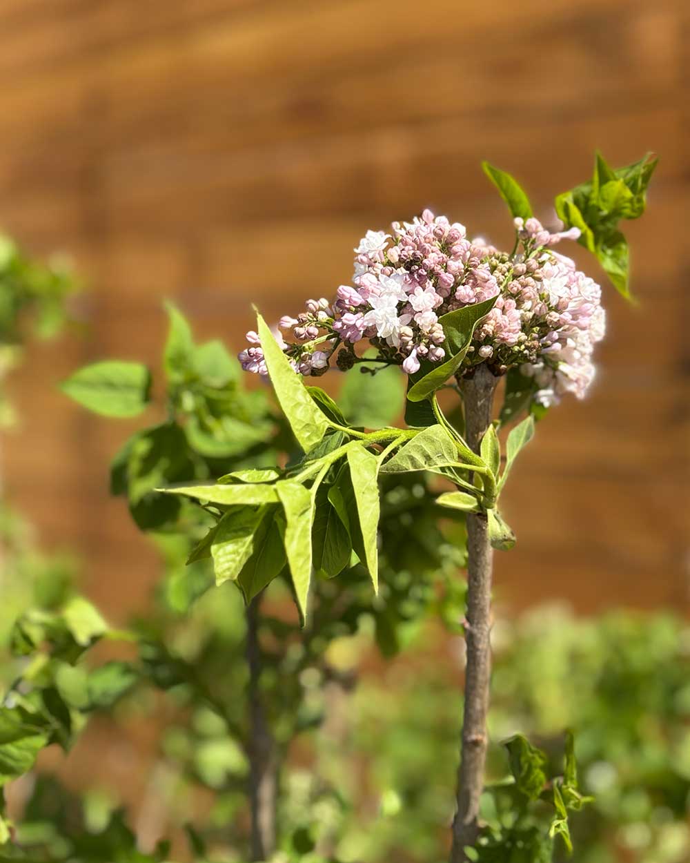 Edelflieder - Syringa vulgaris ‘Beauty of Moscow’ (Mehrstämmig)