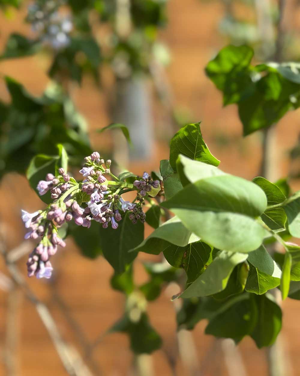 Edelflieder - Syringa vulgaris ‘Norrfjärden’ (Mehrstämmig)