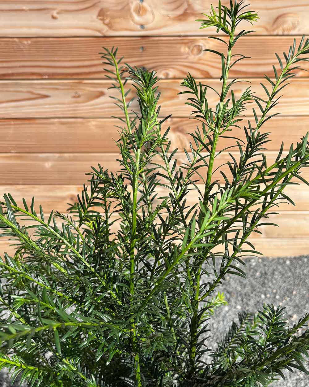 Eibe (Taxus baccata) Hecke