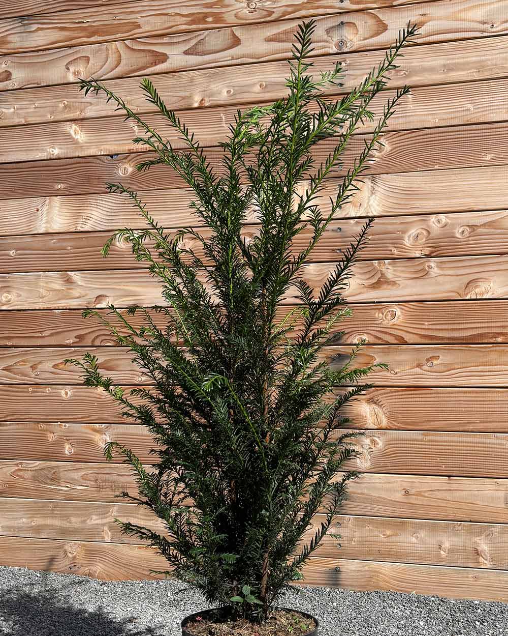 Eibe (Taxus baccata) Hecke