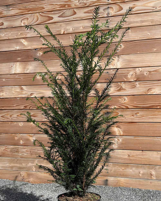 Eibe (Taxus baccata) Hecke